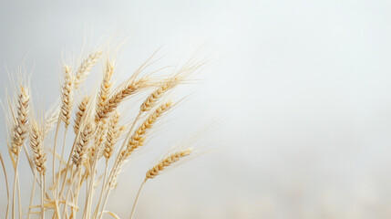 Close-Up of Wheat Stalk on a Foggy Day