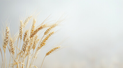 Obraz premium Close-Up of Wheat Stalk on a Foggy Day