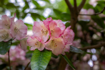 Beautiful very pale pink rhododendron flowers in spring, close up