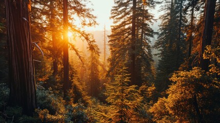 Aerial view of ancient forest, warm sunset tones, towering trees, detailed drone-captured Sequoia Park dusk Generative AI