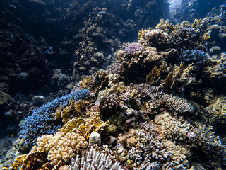 Underwater scene with exotic fishes and coral reef of the Red Sea
