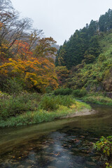 Fototapeta na wymiar 日本　宮城県大崎市鳴子温泉にある峡谷、鳴子峡の紅葉と大谷川