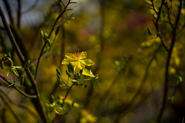  Ochna integerrima have five petals and often bloom to coincide with the Lunar New Year.Ochna integerrima is a perennial plant that can live over a hundred years