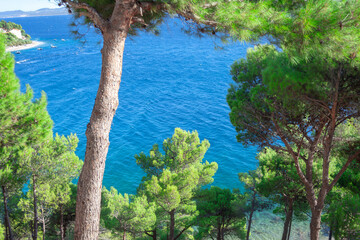 Pine trees on the coast of the Adriatic Sea in Croatia