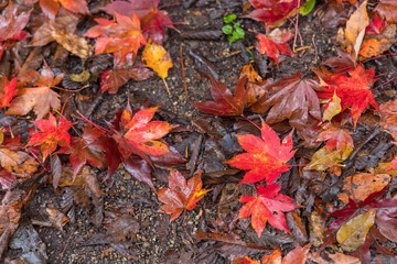 日本　宮城県大崎市鳴子温泉にある峡谷、鳴子峡の大深沢遊歩道の紅葉の落ち葉