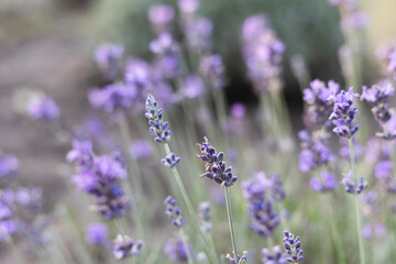 Provence - lavender field - 729232406