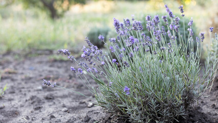 Provence - lavender field - 729232423