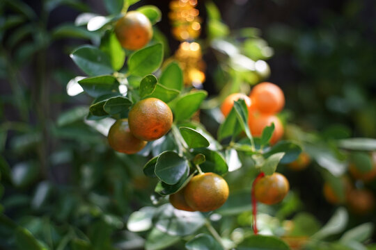 calamondin trees are often grown as ornamental or bonsai trees, produce calamondin and are displayed during Tet because of the belief that calamondin is a symbol of luck.