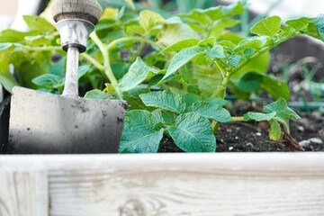 Urban gardening concept with the shovel close up. Potato leaves growing.