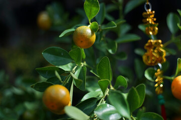 calamondin trees are often grown as ornamental or bonsai trees, produce calamondin and are displayed during Tet because of the belief that calamondin is a symbol of luck.