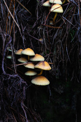 Mushrooms in the forest