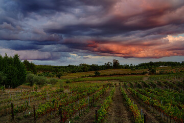 Fototapeta na wymiar Sunset over the vineyards, Abrantes, Portugal