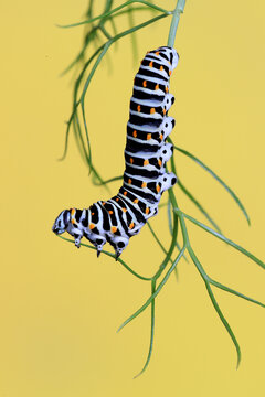 Vibrant Papilio machaon caterpillar clinging to a green stem, showcased against a contrasting yellow background