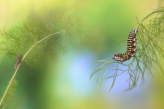 Two Papilio machaon caterpillars on delicate fennel stems with a soft-focus natural green and blue background