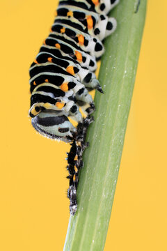 Close-up of a striking Papilio machaon caterpillar navigating along a green leaf, set against a bold yellow background