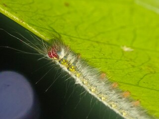 caterpillar, insect, nature, macro, butterfly, larva, animal, hairy, moth, leaf, green, bug, isolated, plant, wildlife, white, pest, black, close-up, closeup, worm, summer, grass, creature, insects
