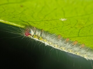 caterpillar, insect, nature, macro, butterfly, larva, animal, hairy, moth, leaf, green, bug, isolated, plant, wildlife, white, pest, black, close-up, closeup, worm, summer, grass, creature, insects