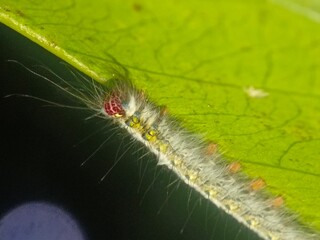 caterpillar, insect, nature, macro, butterfly, larva, animal, hairy, moth, leaf, green, bug, isolated, plant, wildlife, white, pest, black, close-up, closeup, worm, summer, grass, creature, insects