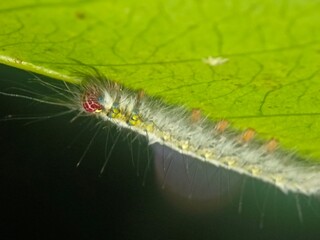 caterpillar, insect, nature, macro, butterfly, larva, animal, hairy, moth, leaf, green, bug, isolated, plant, wildlife, white, pest, black, close-up, closeup, worm, summer, grass, creature, insects