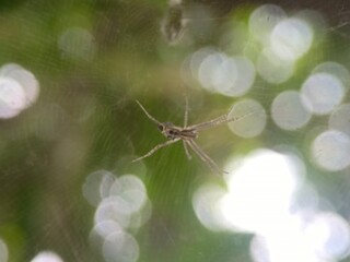 spider on a leaf