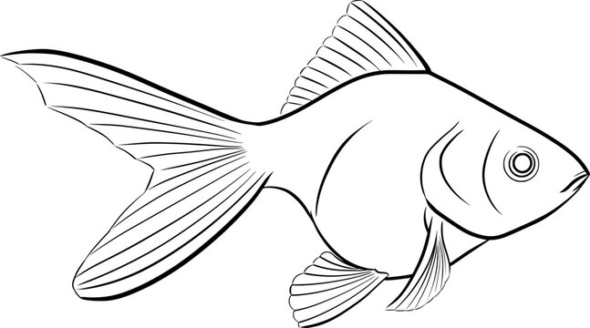 recommend clip art: goldfish outline illustration isolated on transparent background