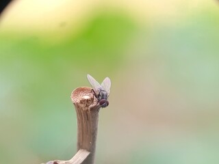 insect, macro, nature, bug, animal, dragonfly, leaf, green, closeup, wildlife, fly, grasshopper, mosquito, wing, wings, summer, grass, butterfly, wild, close-up, close up, close, small, fauna, insects