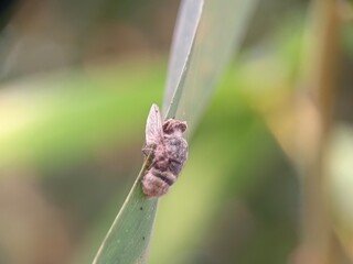 insect, macro, nature, bug, animal, dragonfly, leaf, green, closeup, wildlife, fly, grasshopper, mosquito, wing, wings, summer, grass, butterfly, wild, close-up, close up, close, small, fauna, insects