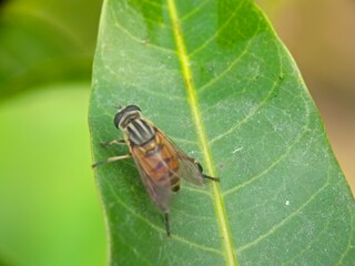 insect, macro, nature, bug, animal, dragonfly, leaf, green, closeup, wildlife, fly, grasshopper, mosquito, wing, wings, summer, grass, butterfly, wild, close-up, close up, close, small, fauna, insects