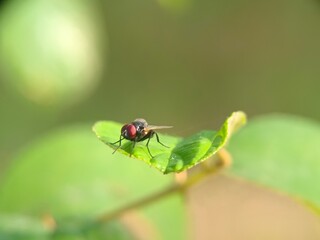 insect, bug, macro, nature, fly, beetle, leaf, animal, plant, close-up, closeup, summer, wildlife, colorado, wasp, garden, small, grass, insects, potato, entomology, pest, red, wings, wing