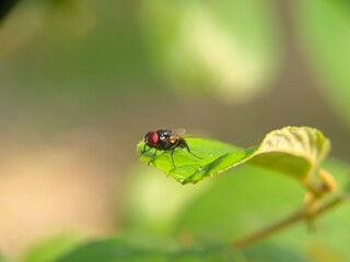 insect, bug, macro, nature, fly, beetle, leaf, animal, plant, close-up, closeup, summer, wildlife,...