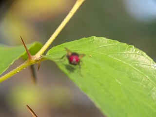 insect, bug, macro, nature, fly, beetle, leaf, animal, plant, close-up, closeup, summer, wildlife, colorado, wasp, garden, small, grass, insects, potato, entomology, pest, red, wings, wing