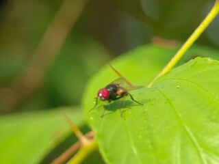 insect, bug, macro, nature, fly, beetle, leaf, animal, plant, close-up, closeup, summer, wildlife, colorado, wasp, garden, small, grass, insects, potato, entomology, pest, red, wings, wing