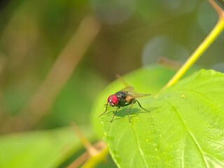 insect, bug, macro, nature, fly, beetle, leaf, animal, plant, close-up, closeup, summer, wildlife, colorado, wasp, garden, small, grass, insects, potato, entomology, pest, red, wings, wing