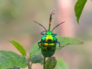 insect, beetle, bug, nature, macro, fly, animal, leaf, closeup, black, wildlife, pest, red, summer, plant, flower, close-up, wasp, fauna, antenna, detail, wing, entomology, yellow, insects