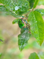 insect, beetle, bug, nature, macro, fly, animal, leaf, closeup, black, wildlife, pest, red, summer, plant, flower, close-up, wasp, fauna, antenna, detail, wing, entomology, yellow, insects