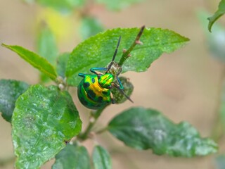 insect, beetle, bug, nature, macro, fly, animal, leaf, closeup, black, wildlife, pest, red, summer, plant, flower, close-up, wasp, fauna, antenna, detail, wing, entomology, yellow, insects