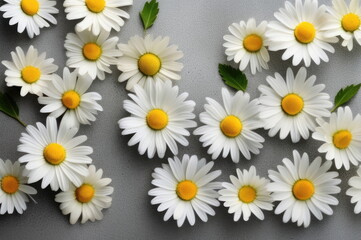 Fototapeta premium White Daisies on Grey Background