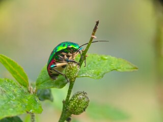 insect, beetle, bug, nature, macro, fly, animal, leaf, closeup, black, wildlife, pest, red, summer, plant, flower, close-up, wasp, fauna, antenna, detail, wing, entomology, yellow, insects