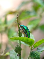 insect, beetle, bug, nature, macro, fly, animal, leaf, closeup, black, wildlife, pest, red, summer, plant, flower, close-up, wasp, fauna, antenna, detail, wing, entomology, yellow, insects