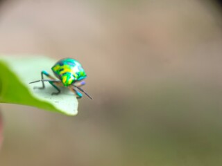 insect, beetle, bug, nature, macro, fly, animal, leaf, closeup, black, wildlife, pest, red, summer, plant, flower, close-up, wasp, fauna, antenna, detail, wing, entomology, yellow, insects