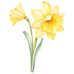 March flower, watercolor Jonquil isolated on a transparent background