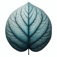 Obraz premium leaves isolated on a white background