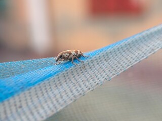 insect, nature, macro, green, leaf, bug, animal, dragonfly, wildlife, spider, closeup, fly, grasshopper, wings, close-up, summer, grass, wild, fauna, small, butterfly, wing, orange, plant, insects
