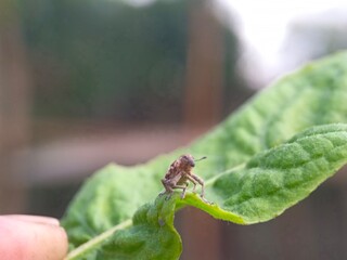 insect, nature, macro, green, leaf, bug, animal, dragonfly, wildlife, spider, closeup, fly, grasshopper, wings, close-up, summer, grass, wild, fauna, small, butterfly, wing, orange, plant, insects