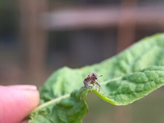 insect, nature, macro, green, leaf, bug, animal, dragonfly, wildlife, spider, closeup, fly, grasshopper, wings, close-up, summer, grass, wild, fauna, small, butterfly, wing, orange, plant, insects