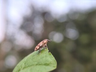 insect, nature, macro, green, leaf, bug, animal, dragonfly, wildlife, spider, closeup, fly, grasshopper, wings, close-up, summer, grass, wild, fauna, small, butterfly, wing, orange, plant, insects