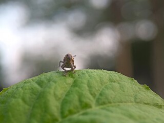 insect, nature, macro, green, leaf, bug, animal, dragonfly, wildlife, spider, closeup, fly, grasshopper, wings, close-up, summer, grass, wild, fauna, small, butterfly, wing, orange, plant, insects