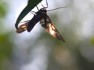 insect, nature, macro, animal, leaf, dragonfly, bug, green, fly, wildlife, closeup, butterfly,...