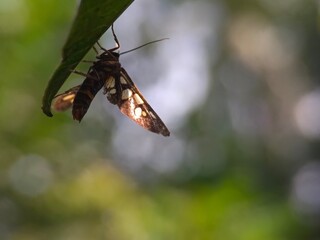 insect, nature, macro, animal, leaf, dragonfly, bug, green, fly, wildlife, closeup, butterfly, wings, summer, grasshopper, fauna, wild, wing, grass, plant, flower, red, black, caterpillar, small