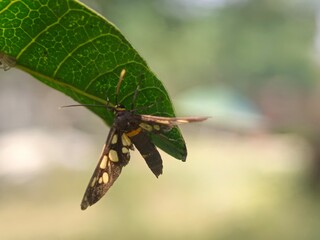 insect, nature, macro, animal, leaf, dragonfly, bug, green, fly, wildlife, closeup, butterfly, wings, summer, grasshopper, fauna, wild, wing, grass, plant, flower, red, black, caterpillar, small